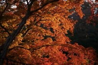 金沢市・卯辰山秋景「秋の夕日に」