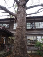 深田久弥「山の文化館」深田久弥の巨樹