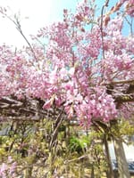 「倶利迦羅不動寺」八重桜祭り　《厄除け赤餅》