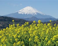 【中止】ＪＲ便乗　吾妻山公園・早咲き菜の花ハイキングOFF