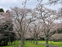 今日のカツオと、公園の桜