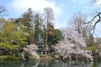 今年の桜は井の頭公園でした。