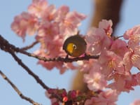 間近で伊豆に行かなくとも満開の河津桜+メジロとの遊ぶ三態