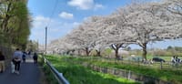 さいたま「見沼桜回廊」桜詣で　　　!