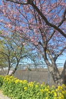 ２０１８．０２．１８　河津桜観桜と小網代の森散策