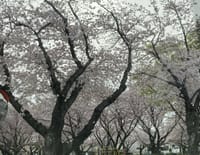 豊橋桜満開