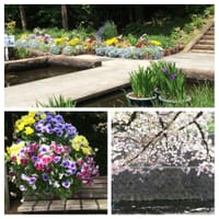 夙川の桜と北山植物園から甲山森林植物園