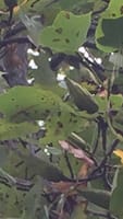 葉の形が似ているユリノキ、スズカケとプラタナス