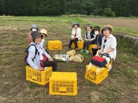 空豆収穫体験