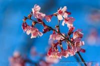 高麗神社、今日の桜