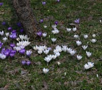 北海道の4月はまだまだ寒く、やっと雪解けた地面からクロッカスが咲き始めました。