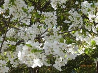 見事でした(^^♪善福寺川緑地と和田堀公園の桜