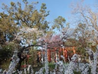 平野神社（京都）桜が満開