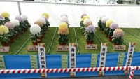 第３８回 日本菊花全国大会「国華園・二色の浜店」（２０２１年１１月１５日）福助花壇の部　静止画