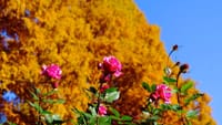 銀杏とメタセコイア･･･野鳥は「コサメビタキ？」「ジョウビタキ」「エナガ」など相模原北公園