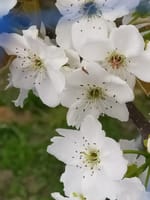 梨の花が満開