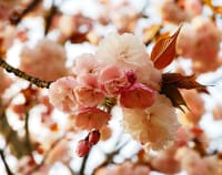 食べてしまいたい程美しい秦野千村の八重桜の色香2/2