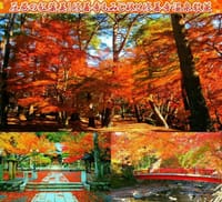 ◆圧巻の修善寺もみじ林＆伊豆の小京都「修善寺温泉」◆