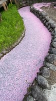【花見】二ヶ領用水の桜と日本民家園