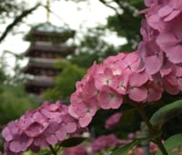 紫陽花のお花見(千葉松戸の本土寺)