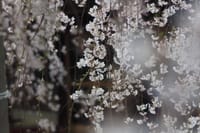今年の枝垂桜