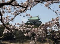 4年前の名古屋城の桜。 【名古屋城と桜】2017.4.13 名古屋城を背景にソメイヨシノやシダレザクラなど約1,000本の桜の木があり、美しく咲き誇ります。
