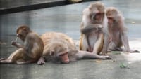 大浜公園のお猿さん（２０２１年９月１８日）動画