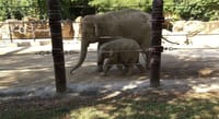 象の赤ちゃんと　パンダを見に上野動物園へ行きました