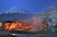 春の花と富士山撮影会