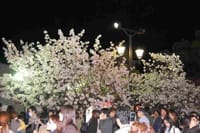プラネタリウムと夜桜の通り抜け(内容変更)