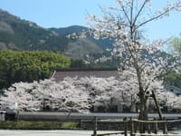 津和野の桜