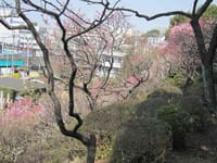 （中止）横浜・大倉山と都筑の梅林めぐり