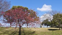 大仙公園の寒緋桜（２０２４年３月３日）