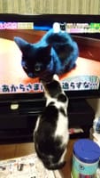 猫とテレビそしてマグカップ