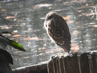 野鳥観察スポット（練馬区石神井公園と三宝寺池）動画
