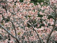 寒桜にメジロがいっぱい(^^)