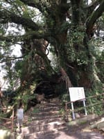 しまなみ海道・大三島〜樹齢3000年の老楠、幹に開いた洞穴は奥の院への参道。
