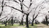浜寺公園の桜（２０２２年４月１日）LUMIX DMC FZ1000
