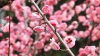 大仙公園の梅の花（２０２４年２月４日）
