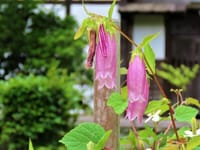 写真３枚は、日本民家園のホタルブクロ、飛騨白川郷にあった合掌造り、生田緑地の菖蒲田