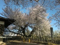 一本桜を見に行く　埼玉県北本市・石蒲戸桜