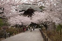 【コロナウイルスの影響により中止】🌸古都鎌倉の春🌸【人力車】で散策してみよう！！