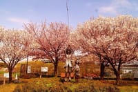 雨が上がったので午後から鹿浜農業公園へ、桜が一斉に咲いていた！