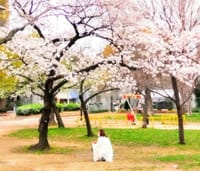 春の花で一句　桜