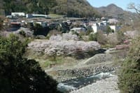 猿橋から桜を眺めながら、桃太郎伝説巡りをしましょう。