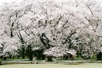 小金井公園の桜 ＆ 狭山・境緑道の桜並木　