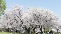 大泉緑地の桜（２０２２年４月５日）LUMIX DMC FZ1000