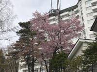 大山桜と石楠花を求めて