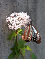 この花を見つけた蝶の白い風 　　　　　　　　　　　　　　　山頭火（昭和8年）