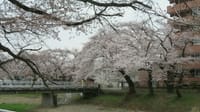 2022年4月7日（木）　ハイキング　桜を見に行こう！　霞川～入間川～柏原河川敷～稲荷山公園 9:00〜13:00　行程：4時間 10㎞ (1-1-6）